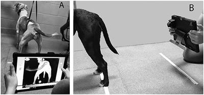 Evaluation of Thermographic Imaging in Canine Hindlimb Muscles After 6 Min of Walking—A Pilot Study